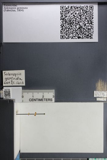 Media type: image;   Entomology 577381